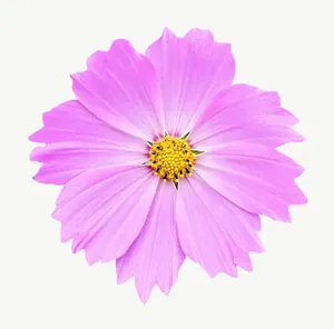 Pink cosmos flower, close-up PNG with transparent background, real photo cutout