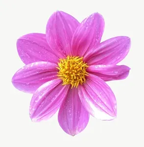 Pink cosmos flower, round, close-up, vivid PNG with transparent background, real photo cutout