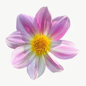 Pink cosmos flower, loosely framed PNG with transparent background, real photo cutout