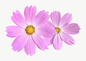 Pink cosmos flower, wide PNG with transparent background, real photo cutout