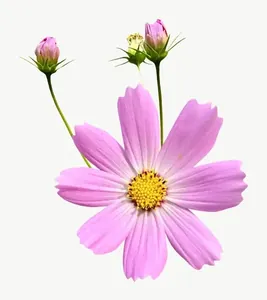 Pink cosmos flower, tall PNG with transparent background, real photo cutout