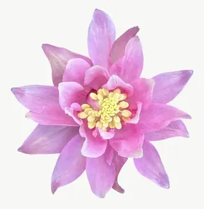 Pink cosmos flower, with stem PNG with transparent background, real photo cutout
