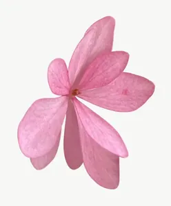 Pink cyclamen flower PNG with transparent background, real photo cutout