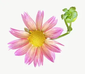 Pink dahlia flower PNG with transparent background, real photo cutout