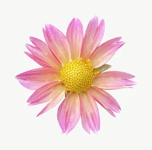 Pink daisy flower, close-up PNG with transparent background, real photo cutout