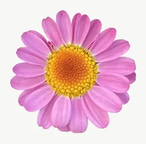 Pink daisy flower, loosely framed PNG with transparent background, real photo cutout