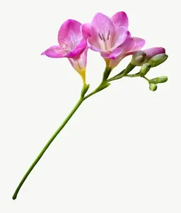 Pink freesia flower PNG with transparent background, real photo cutout
