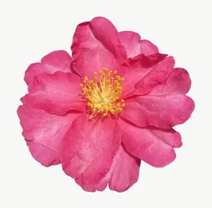 Pink gerbera flower PNG with transparent background, real photo cutout