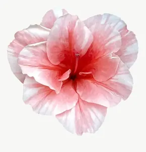 Pink hibiscus flower PNG with transparent background, real photo cutout