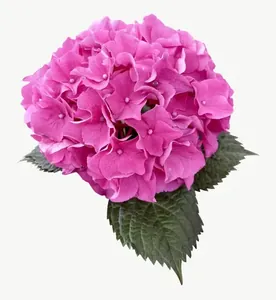 Pink hydrangea flower, close-up PNG with transparent background, real photo cutout