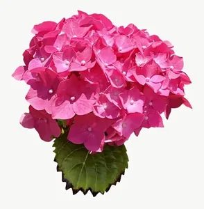Pink hydrangea flower, loosely framed PNG with transparent background, real photo cutout
