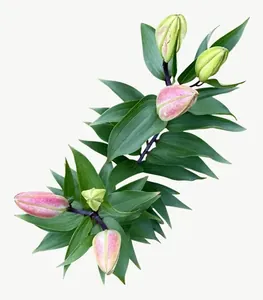 Pink lily bud spray flower PNG with transparent background, real photo cutout