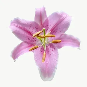 Pink lily flower, close-up PNG with transparent background, real photo cutout
