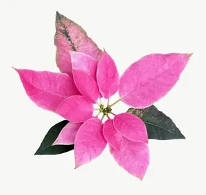 Pink lily flower, vivid PNG with transparent background, real photo cutout