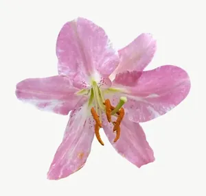 Pink lily flower, loosely framed PNG with transparent background, real photo cutout