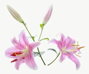 Pink lily spray flower PNG with transparent background, real photo cutout