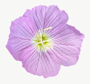 Pink mallow flower PNG with transparent background, real photo cutout