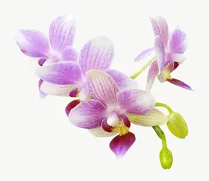 Pink orchid flower, close-up PNG with transparent background, real photo cutout