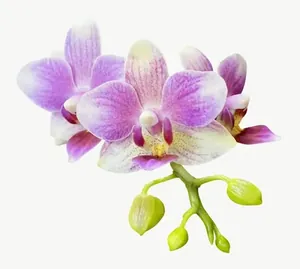 Pink orchid flower, with stem PNG with transparent background, real photo cutout