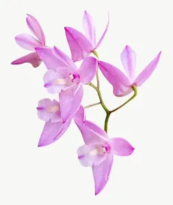 Pink orchid spray flower PNG with transparent background, real photo cutout