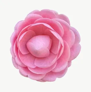 Pink ranunculus flower, close-up PNG with transparent background, real photo cutout