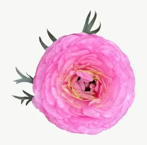 Pink ranunculus flower, loosely framed PNG with transparent background, real photo cutout