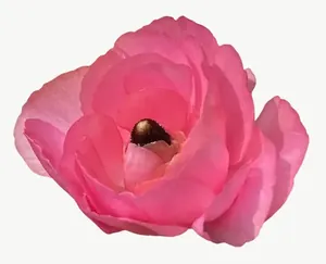 Pink ranunculus flower, vivid PNG with transparent background, real photo cutout