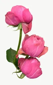 Pink ranunculus spray flower PNG with transparent background, real photo cutout