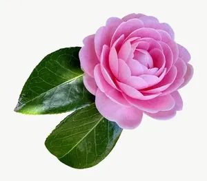 Pink rose flower, round PNG with transparent background, real photo cutout