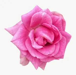 Pink rose flower, round, vivid PNG with transparent background, real photo cutout