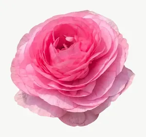 Pink rose flower, close-up PNG with transparent background, real photo cutout