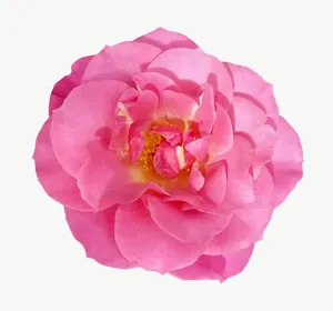 Pink rose flower, loosely framed PNG with transparent background, real photo cutout