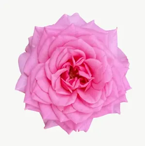 Pink rose flower, tall PNG with transparent background, real photo cutout