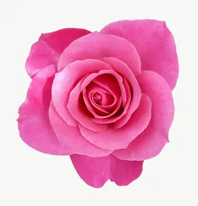 Pink rose flower, wide PNG with transparent background, real photo cutout