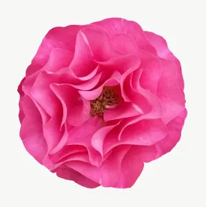 Pink rose flower, with stem PNG with transparent background, real photo cutout