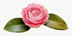 Pink rose flower, left-facing PNG with transparent background, real photo cutout