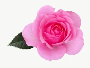Pink rose flower, wide, right-facing PNG with transparent background, real photo cutout