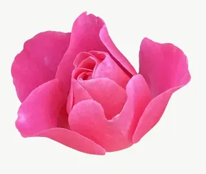 Pink rose flower, right-facing PNG with transparent background, real photo cutout