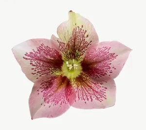Pink spotted lily flower PNG with transparent background, real photo cutout