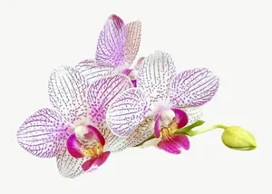 Pink spotted orchid flower PNG with transparent background, real photo cutout