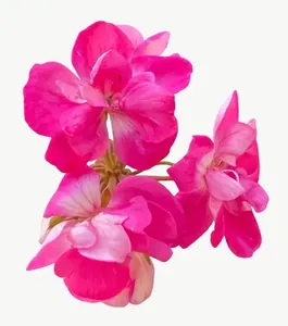 Pink sweet pea flower PNG with transparent background, real photo cutout