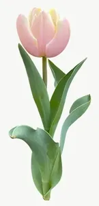 Pink tulip flower, tall PNG with transparent background, real photo cutout