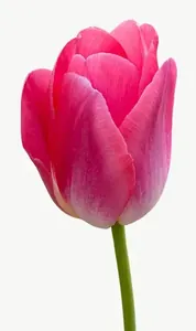 Pink tulip flower, tall, close-up PNG with transparent background, real photo cutout