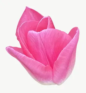 Pink tulip flower, round PNG with transparent background, real photo cutout