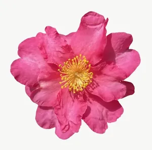 Pink wildflower, vivid PNG with transparent background, real photo cutout