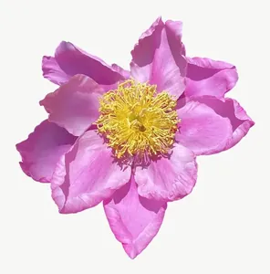 Pink wildflower, close-up PNG with transparent background, real photo cutout