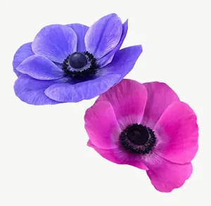 Purple anemone flower, close-up PNG with transparent background, real photo cutout