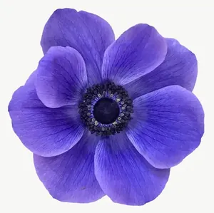 Purple anemone flower, loosely framed PNG with transparent background, real photo cutout
