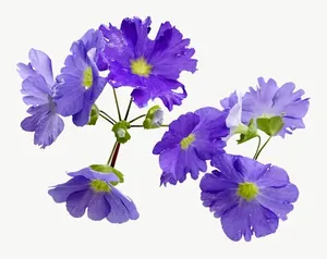 Purple aster flower PNG with transparent background, real photo cutout