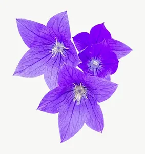 Purple bellflower PNG with transparent background, real photo cutout
